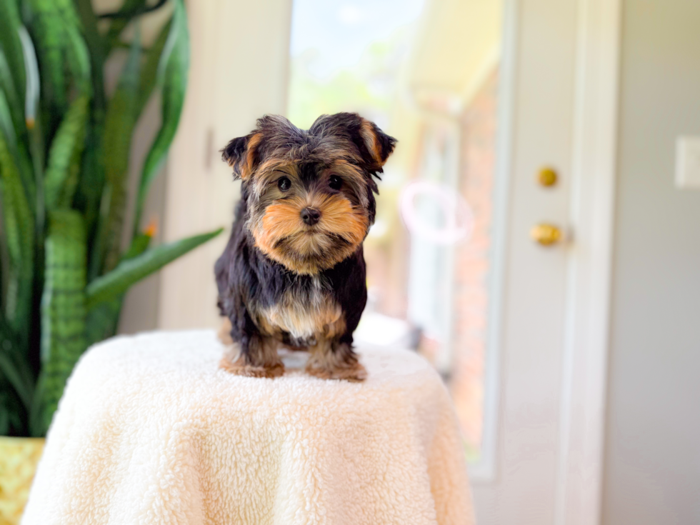 Cute Yorkie Purebred Puppy