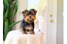 Yorkshire Terrier Pup Being Cute
