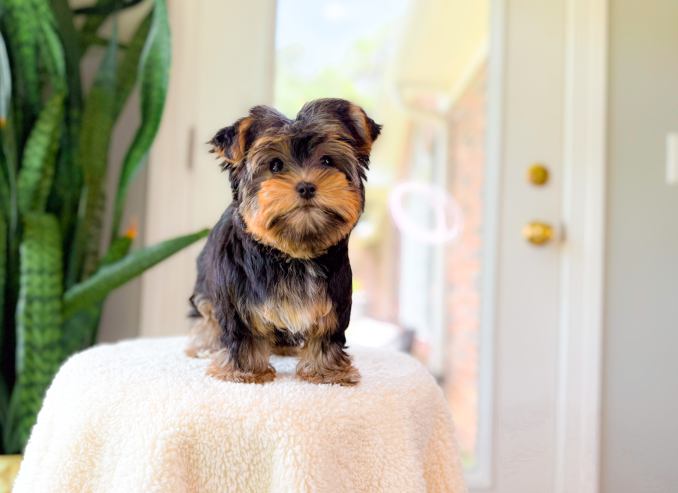 Yorkshire Terrier Pup Being Cute