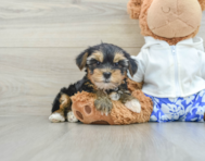 8 week old Yorkshire Terrier Puppy For Sale - Simply Southern Pups