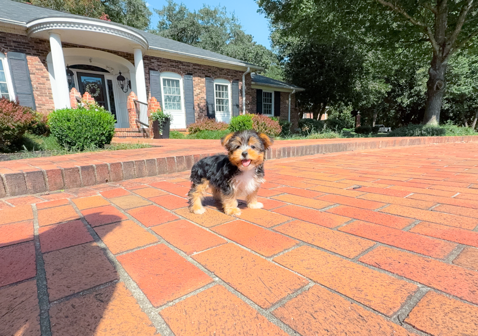 Cute Yorkshire Terrier Baby