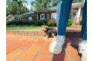 Best Yorkshire Terrier Baby