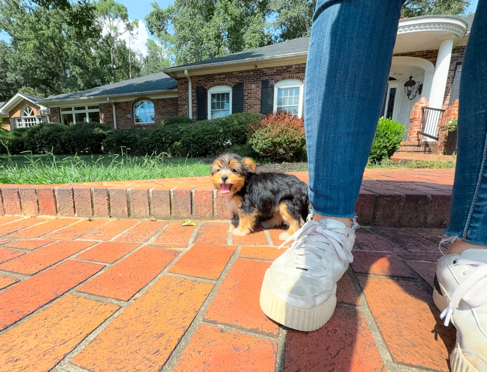 Best Yorkshire Terrier Baby