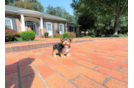 Cute Yorkshire Terrier Purebred Pup