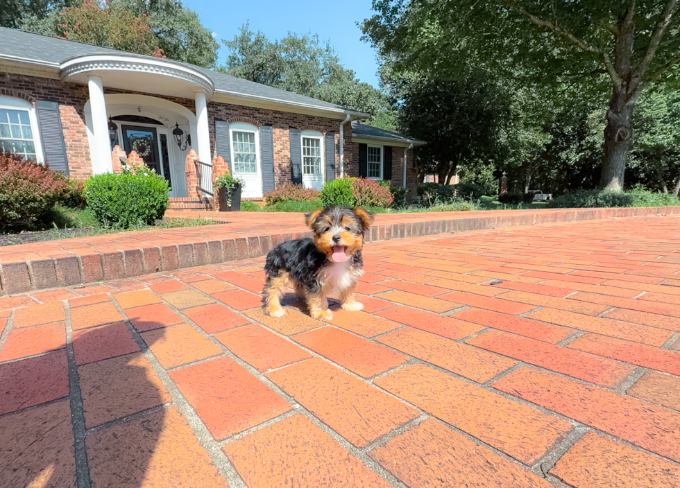 Cute Yorkshire Terrier Purebred Pup
