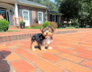 9 week old Yorkshire Terrier Puppy For Sale - Simply Southern Pups