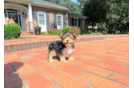 Cute Yorkshire Terrier Purebred Pup