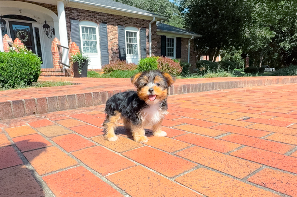 9 week old Yorkshire Terrier Puppy For Sale - Simply Southern Pups