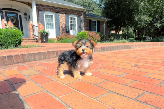 Cute Yorkshire Terrier Purebred Pup