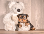 6 week old Yorkshire Terrier Puppy For Sale - Simply Southern Pups