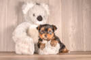 Best Yorkshire Terrier Baby