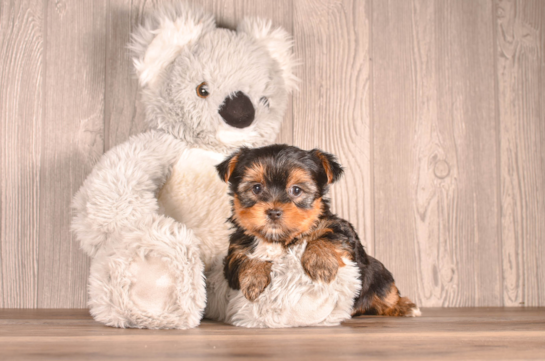 Best Yorkshire Terrier Baby