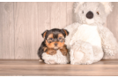 Best Yorkshire Terrier Baby