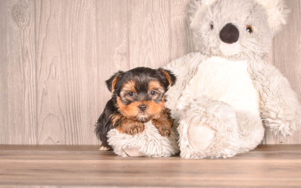 Best Yorkshire Terrier Baby