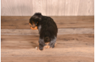 Cute Yorkie Purebred Puppy