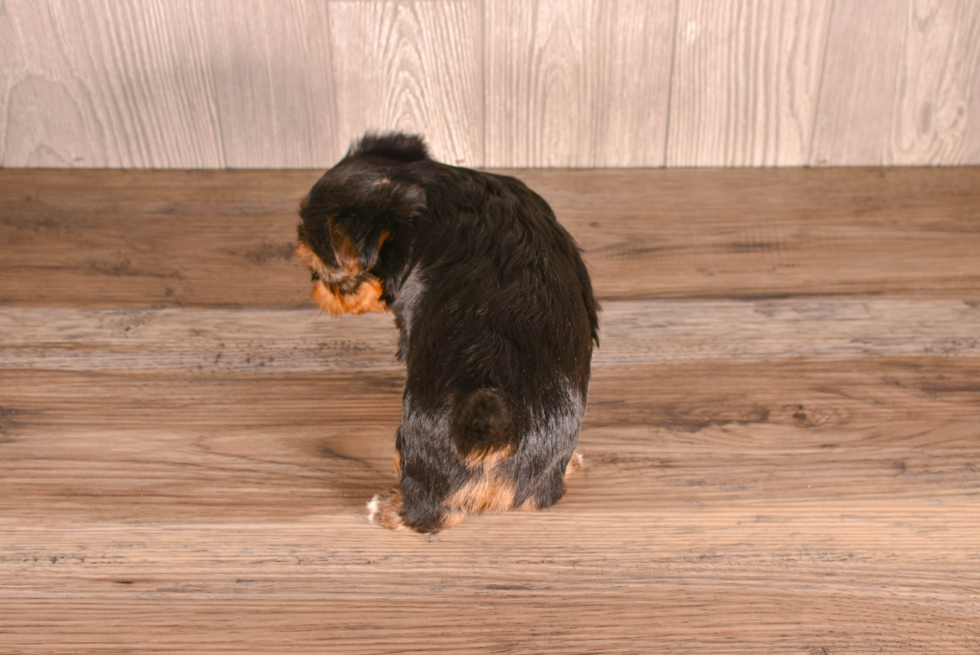 Cute Yorkie Purebred Puppy