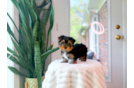 Cute Yorkshire Terrier Baby