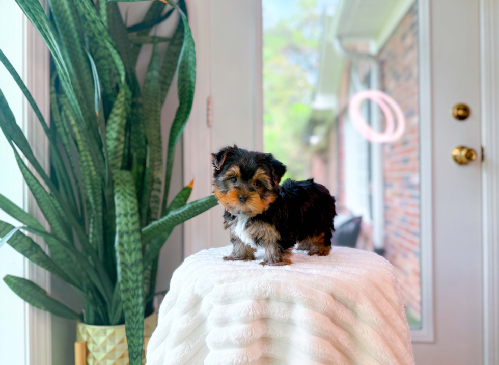 Cute Yorkshire Terrier Baby