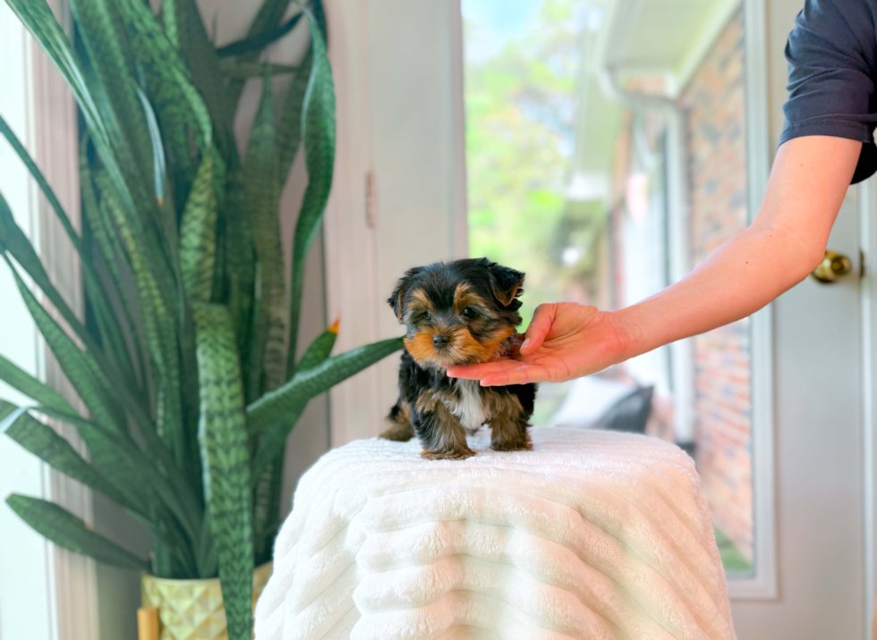 Cute Yorkshire Terrier Purebred Pup