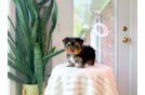 Yorkshire Terrier Puppy for Adoption