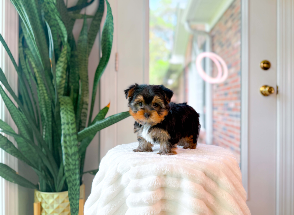 Yorkshire Terrier Puppy for Adoption