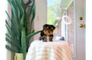Yorkshire Terrier Puppy for Adoption