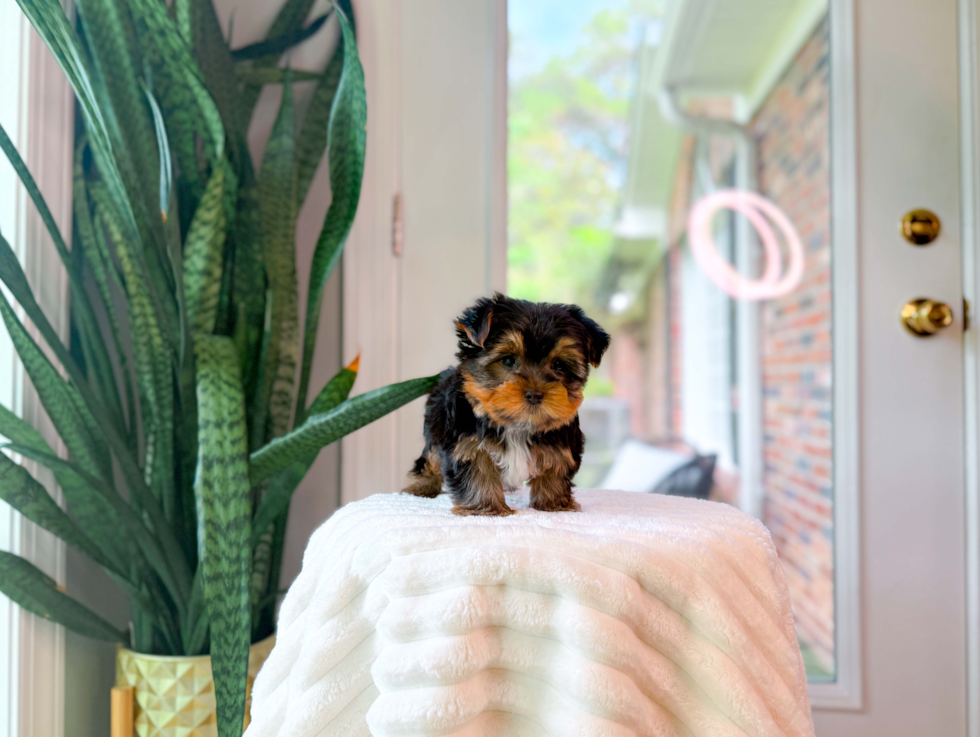 Yorkshire Terrier Puppy for Adoption