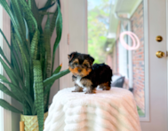 8 week old Yorkshire Terrier Puppy For Sale - Simply Southern Pups