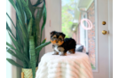 Cute Yorkshire Terrier Purebred Pup