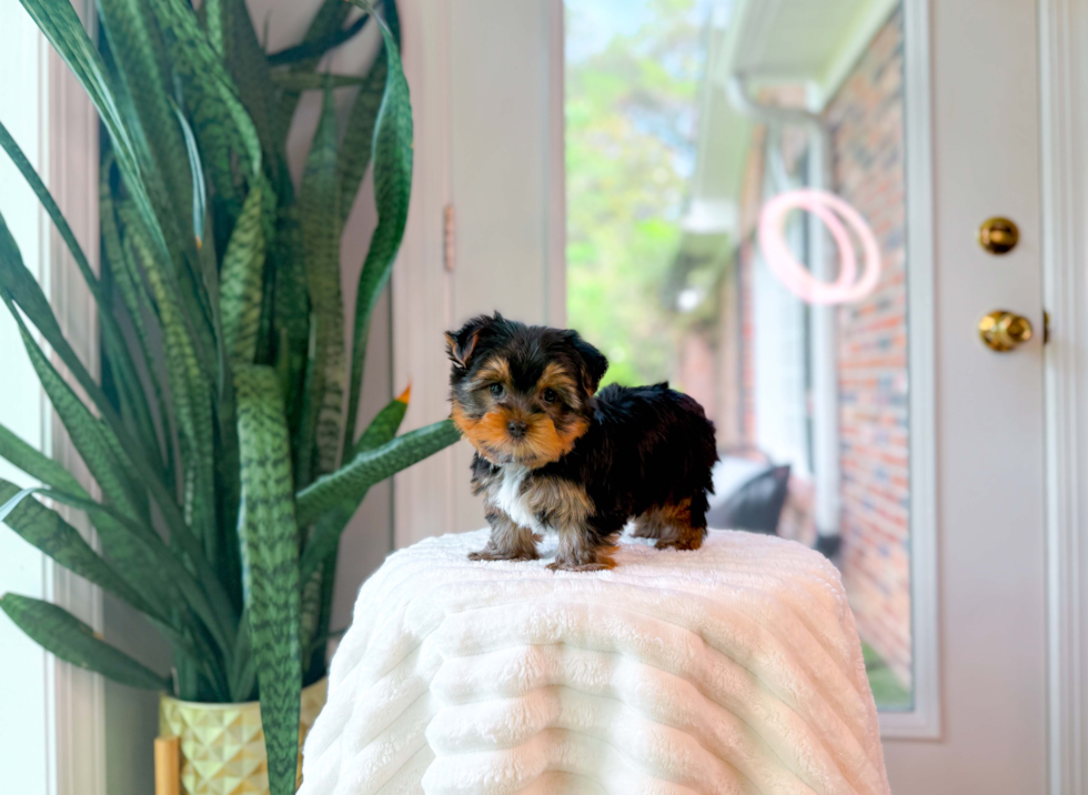 Cute Yorkshire Terrier Purebred Pup