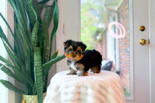 Cute Yorkshire Terrier Purebred Pup