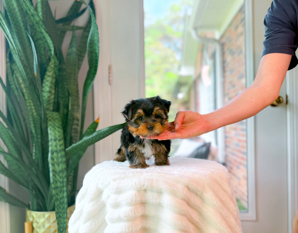 Yorkshire Terrier Pup Being Cute