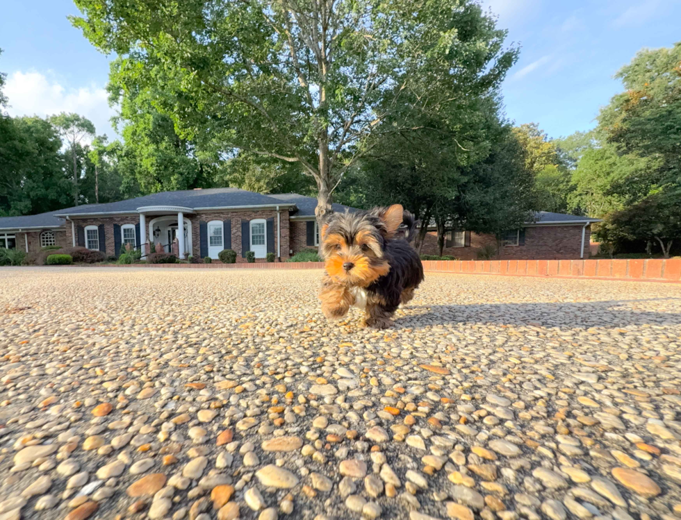 Cute Yorkshire Terrier Purebred Pup