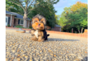 Yorkshire Terrier Puppy for Adoption