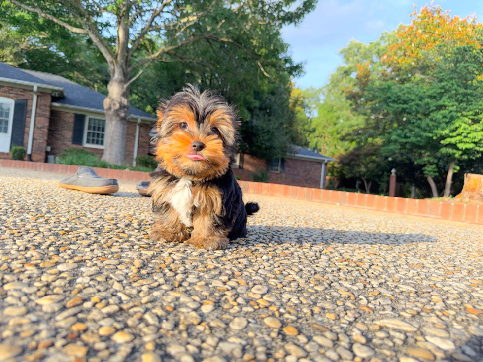 Yorkshire Terrier Puppy for Adoption