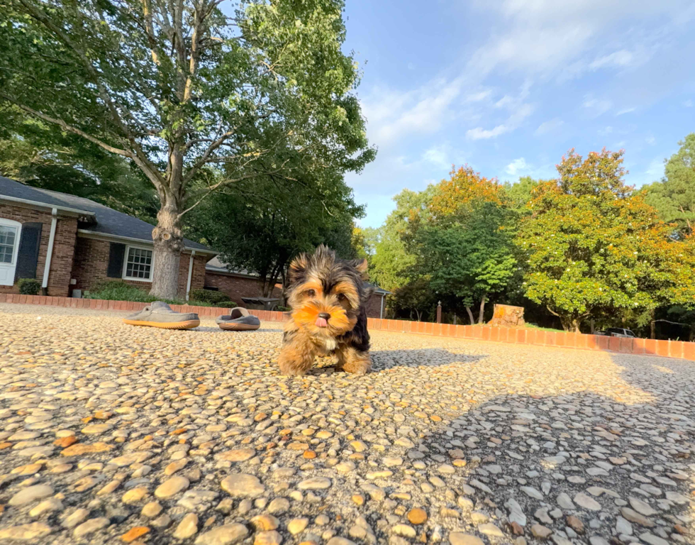 Yorkshire Terrier Pup Being Cute