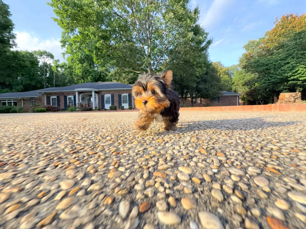 Cute Yorkshire Terrier Baby