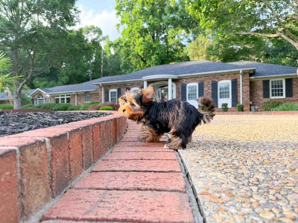 Best Yorkshire Terrier Baby