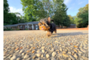 Yorkshire Terrier Pup Being Cute