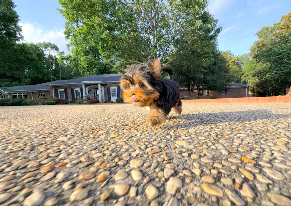 Yorkshire Terrier Pup Being Cute