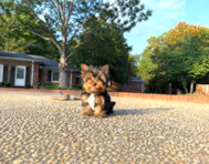 11 week old Yorkshire Terrier Puppy For Sale - Simply Southern Pups