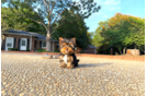 Cute Yorkshire Terrier Baby