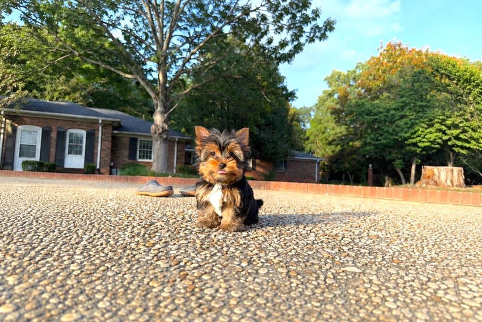 Cute Yorkshire Terrier Baby