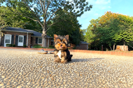 Cute Yorkshire Terrier Baby