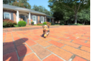 Yorkshire Terrier Puppy for Adoption