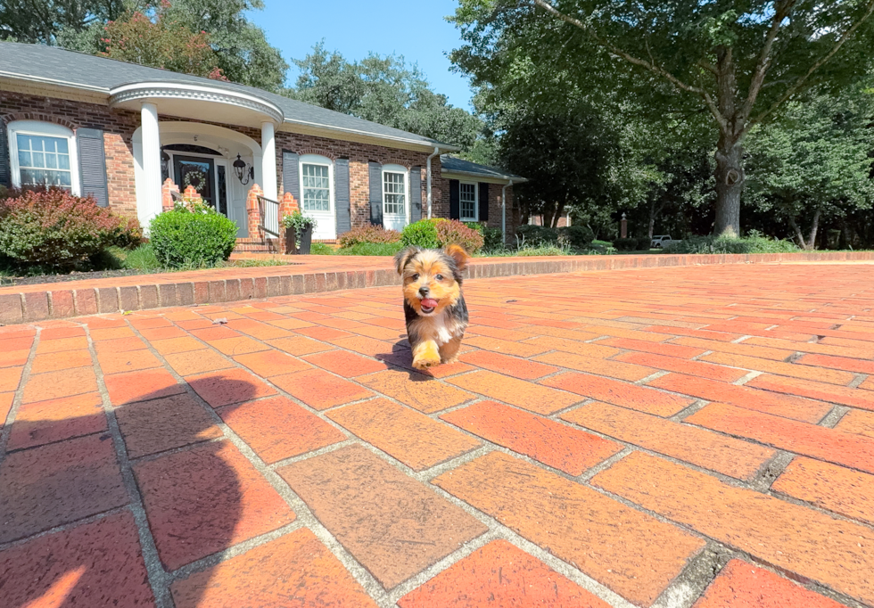 Yorkshire Terrier Puppy for Adoption