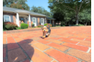 Cute Yorkshire Terrier Purebred Pup