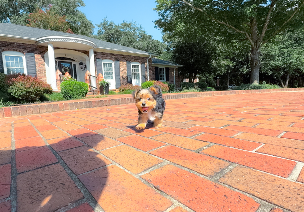 Cute Yorkshire Terrier Purebred Pup