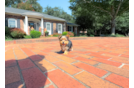 Yorkshire Terrier Pup Being Cute