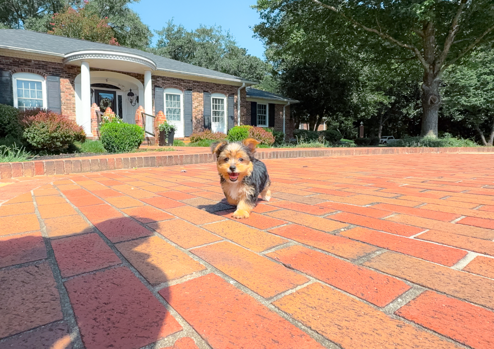 Yorkshire Terrier Pup Being Cute